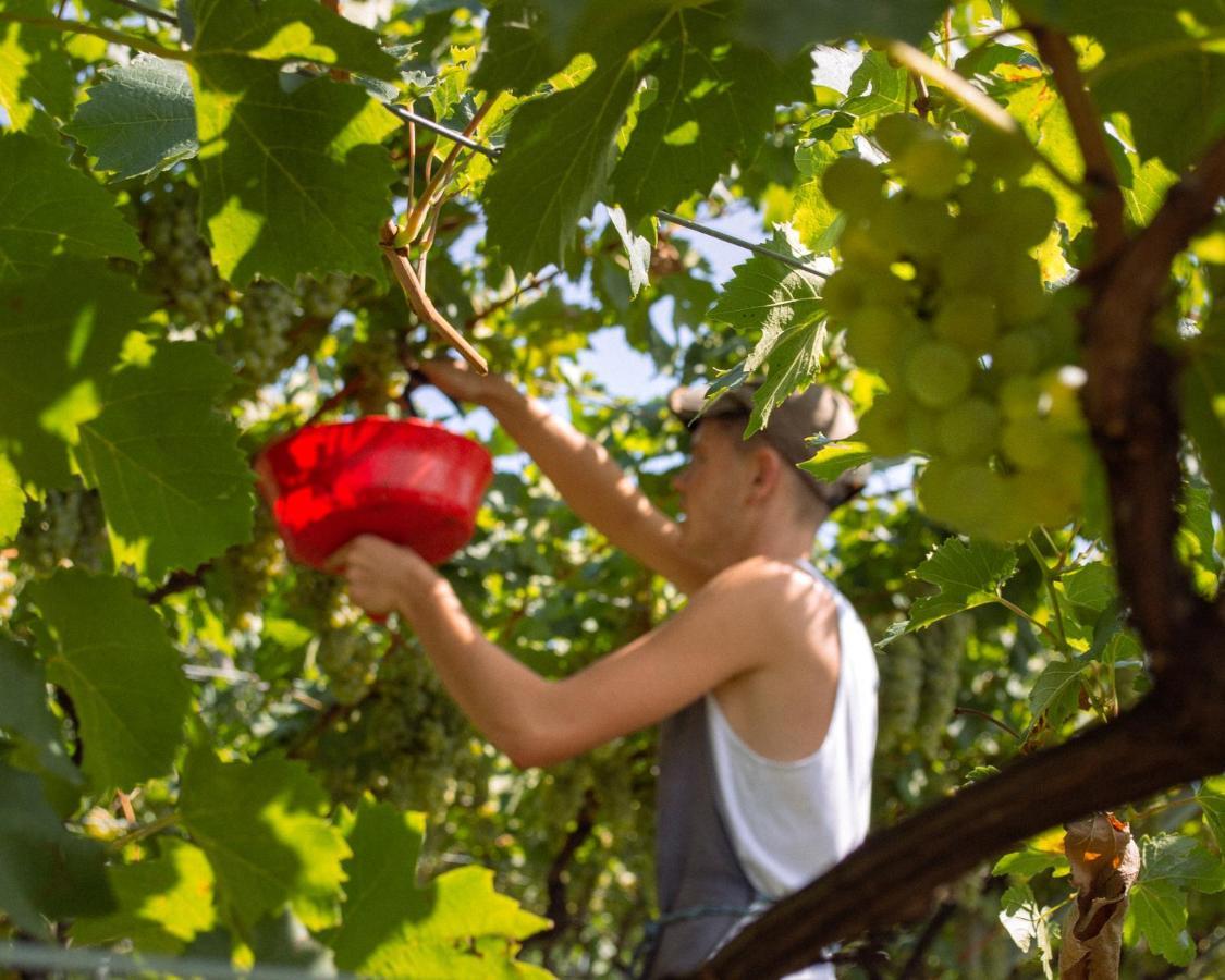 Agritur Al Vigneto Panzió Trento Kültér fotó